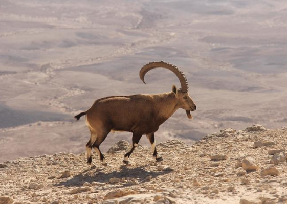 שביל סובב מכתש רמון – קשוח ומקסים